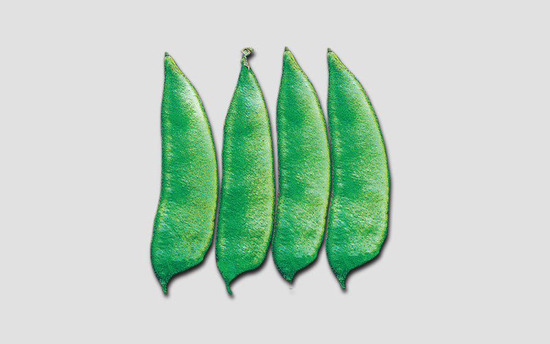 Bari Seam country bean (seem) grown from Lalteer seeds