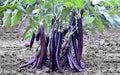 Purple King eggplant (begun) grown from Lalteer seeds