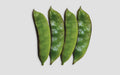 Goal Gadda country bean (seem) grown from Lalteer seeds