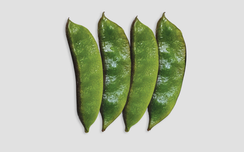 Goal Gadda country bean (seem) grown from Lalteer seeds