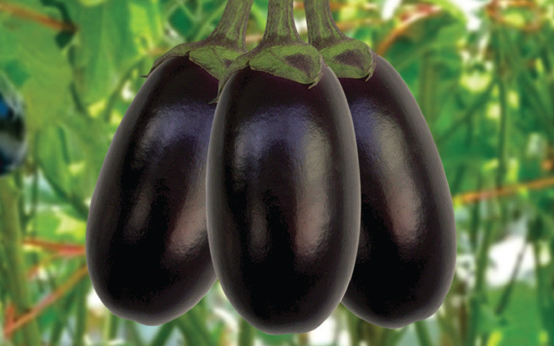 Laboni eggplant (begun) grown from Lalteer seeds