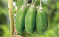 Banani eggplant (begun) grown from Lalteer seeds