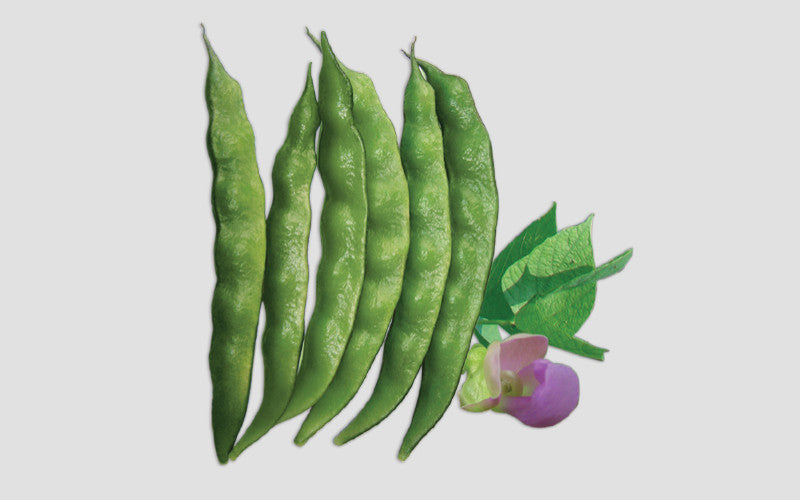 Knoldog country bean (seem) grown from Lalteer seeds