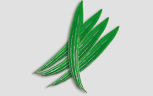 Dhaka Green snake gourd (chichinga) grown from Lalteer seeds
