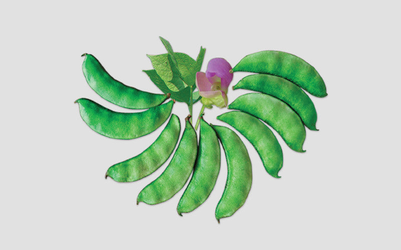 Ipsa country bean (seem) grown from Lalteer seeds