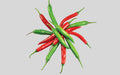 Morich King chili (kacha morich) grown from Lalteer seeds