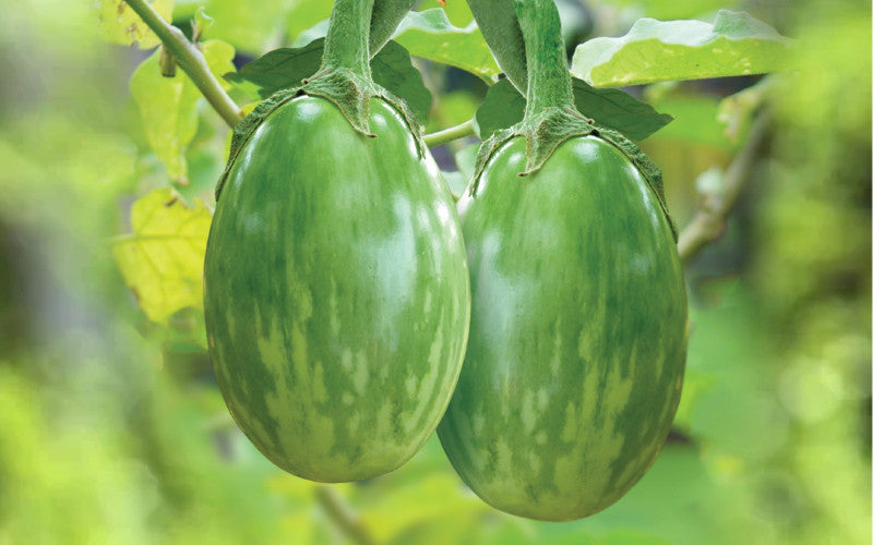Parthib eggplant (begun) grown from Lalteer seeds