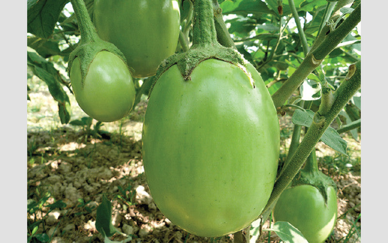 Purbani eggplant (begun) grown from Lalteer seeds