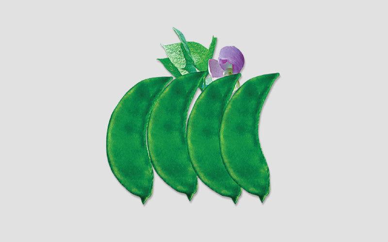 Rifa country bean (seem) grown from Lalteer seeds