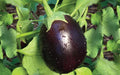 Sraboni eggplant (begun) grown from Lalteer seeds