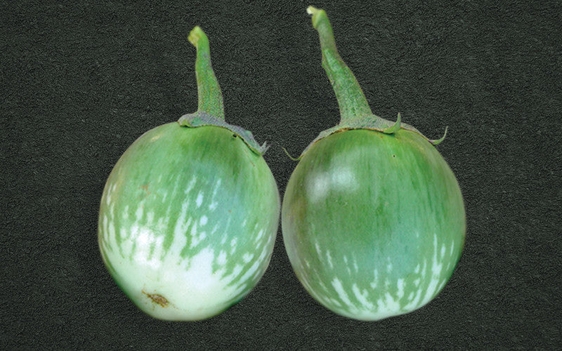 Cricket Green eggplant (begun) grown from Lalteer seeds