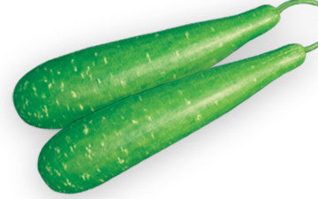 Barsha bottle gourd (lau) grown from Lalteer seeds