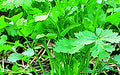 Sugandha coriander (dhonepata) grown from Lalteer seeds