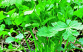 Sugandha coriander (dhonepata) grown from Lalteer seeds