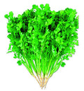 Sugandha Super coriander (dhonepata) grown from Lalteer seeds