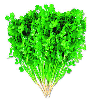 Sugandha Super coriander (dhonepata) grown from Lalteer seeds