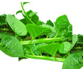 Kiara Indian spinach (pui shak) grown from Lalteer seeds