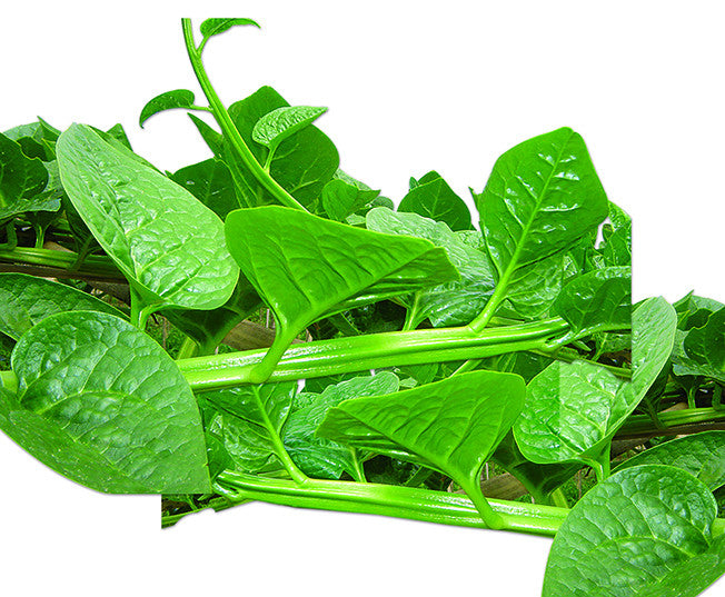 Kiara Indian spinach (pui shak) grown from Lalteer seeds