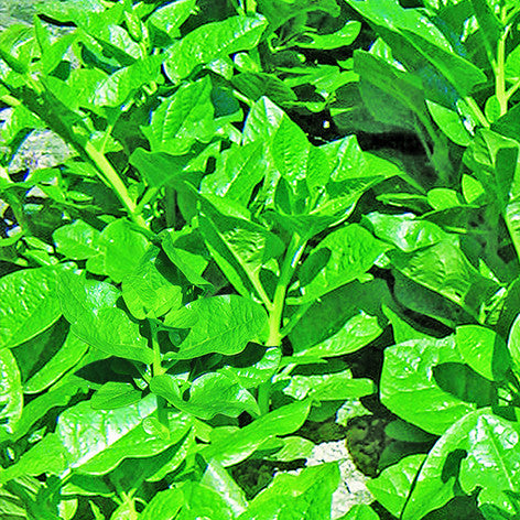 Madhuri Indian spinach (pui shak) grown from Lalteer seeds
