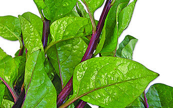 Monisha Indian spinach (pui shak) grown from Lalteer seeds