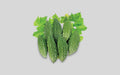 Moyna bitter gourd (korola) grown from Lalteer seeds