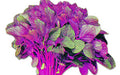 Lalmiea red amaranth (lal shak) grown from Lalteer seeds