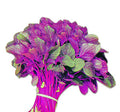 Lolita red amaranth (lal shak) grown from Lalteer seeds