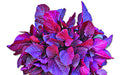 Altapeti 20 red amaranth (lal shak) grown from Lalteer seeds