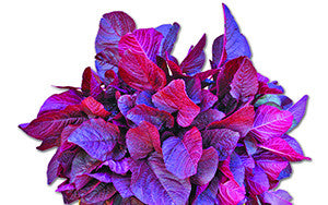 Altapeti 20 red amaranth (lal shak) grown from Lalteer seeds