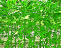 Green Tower stem amaranth (data shak) grown from Lalteer seeds