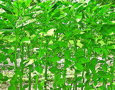 Green Tower stem amaranth (data shak) grown from Lalteer seeds