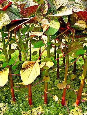 Panna stem amaranth (data shak) grown from Lalteer seeds