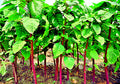 Red Tower stem amaranth (data shak) grown from Lalteer seeds