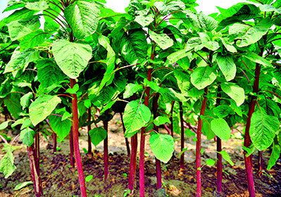 Red Tower stem amaranth (data shak) grown from Lalteer seeds