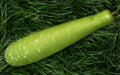 Martina F1 bottle gourd (lau) grown from Lalteer seeds