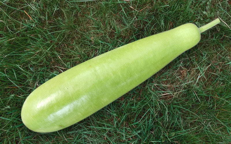 Sultana F1 bottle gourd (lau) grown from Lalteer seeds