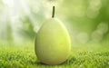 Zarin F1 bottle gourd (lau) grown from Lalteer seeds