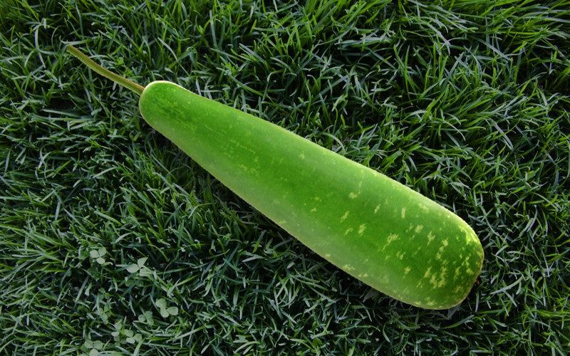 Tafsi F1 bottle gourd (lau) grown from Lalteer seeds
