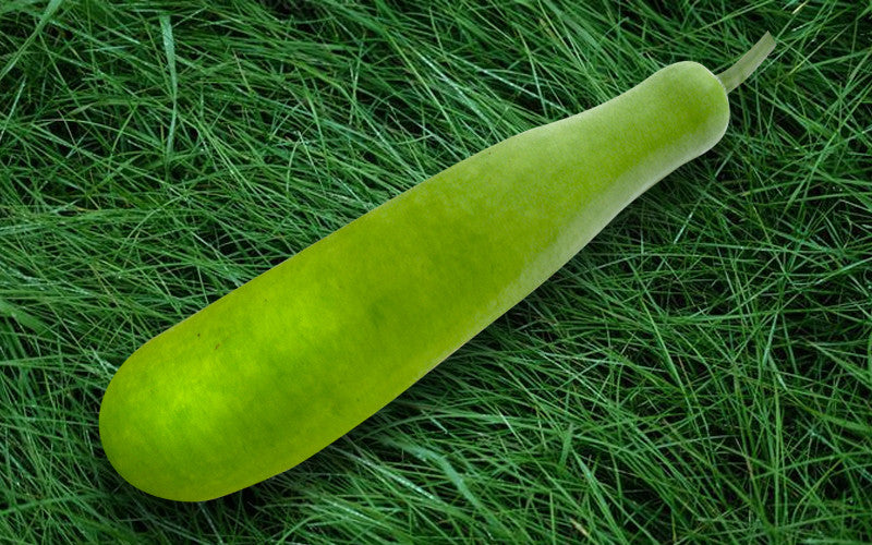 Bari Lau bottle gourd (lau) grown from Lalteer seeds