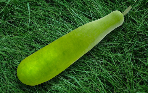 Bari Lau bottle gourd (lau) grown from Lalteer seeds