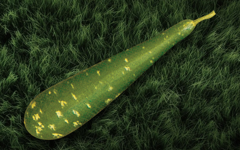 Khet Lau bottle gourd (lau) grown from Lalteer seeds