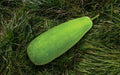 Diana F1 bottle gourd (lau) grown from Lalteer seeds