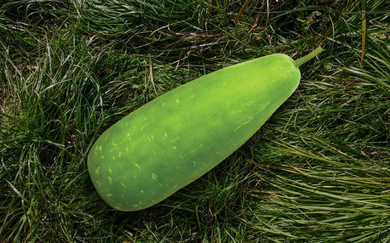 Diana F1 bottle gourd (lau) grown from Lalteer seeds